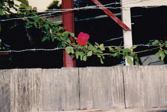 A flower in the barbed wire.